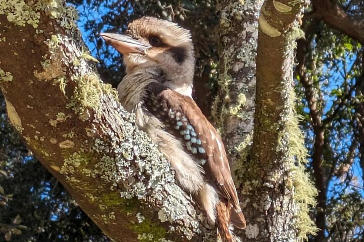 un uccello appollaiato sul ramo di un albero
