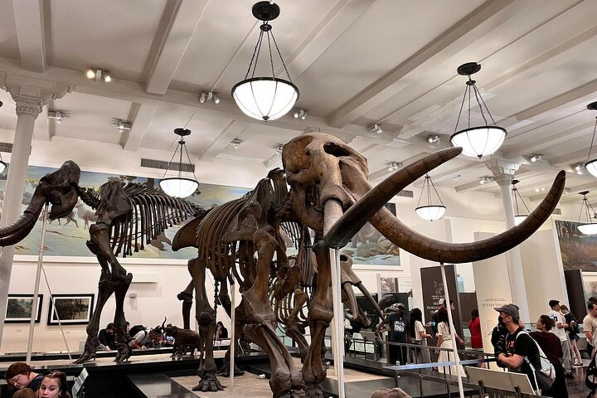 a skeleton of an elephant with tusks in a museum