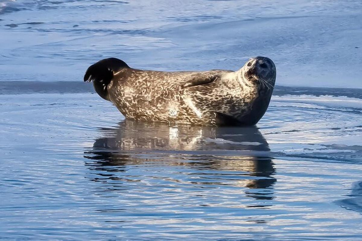 Un león marino está parado en el agua