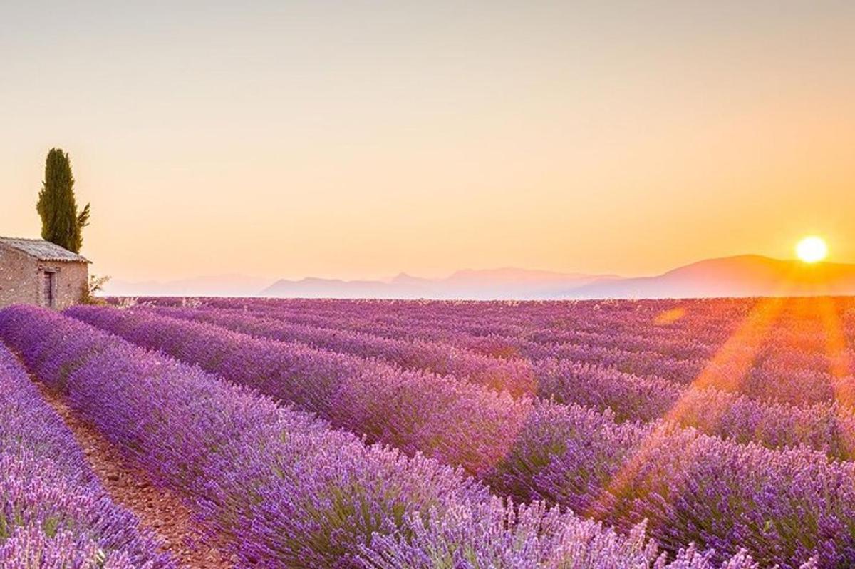 a field of lavender with the sunset in the background
