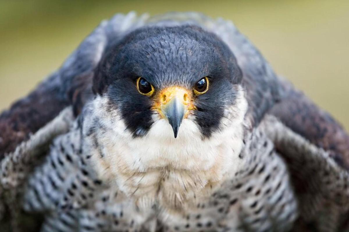 a close up of a bird with its head in its hands