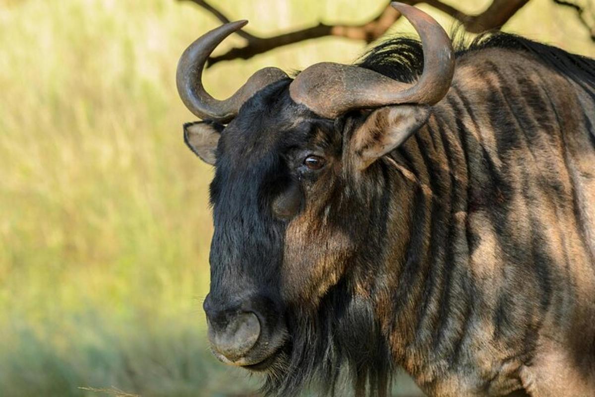 un toro con le corna in piedi in un campo