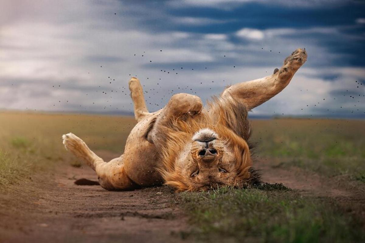 toprak yolda sırt üstü yuvarlanan bir köpek