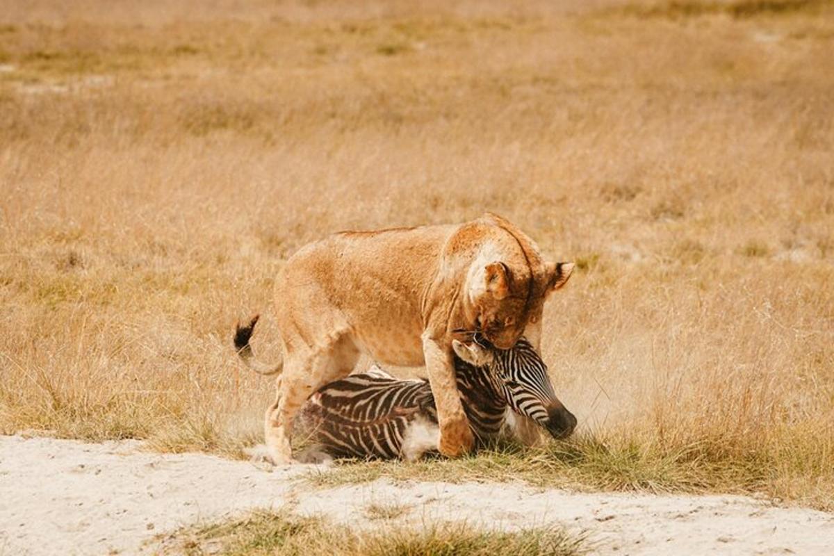 soccorritore in piedi sopra una zebra in un campo