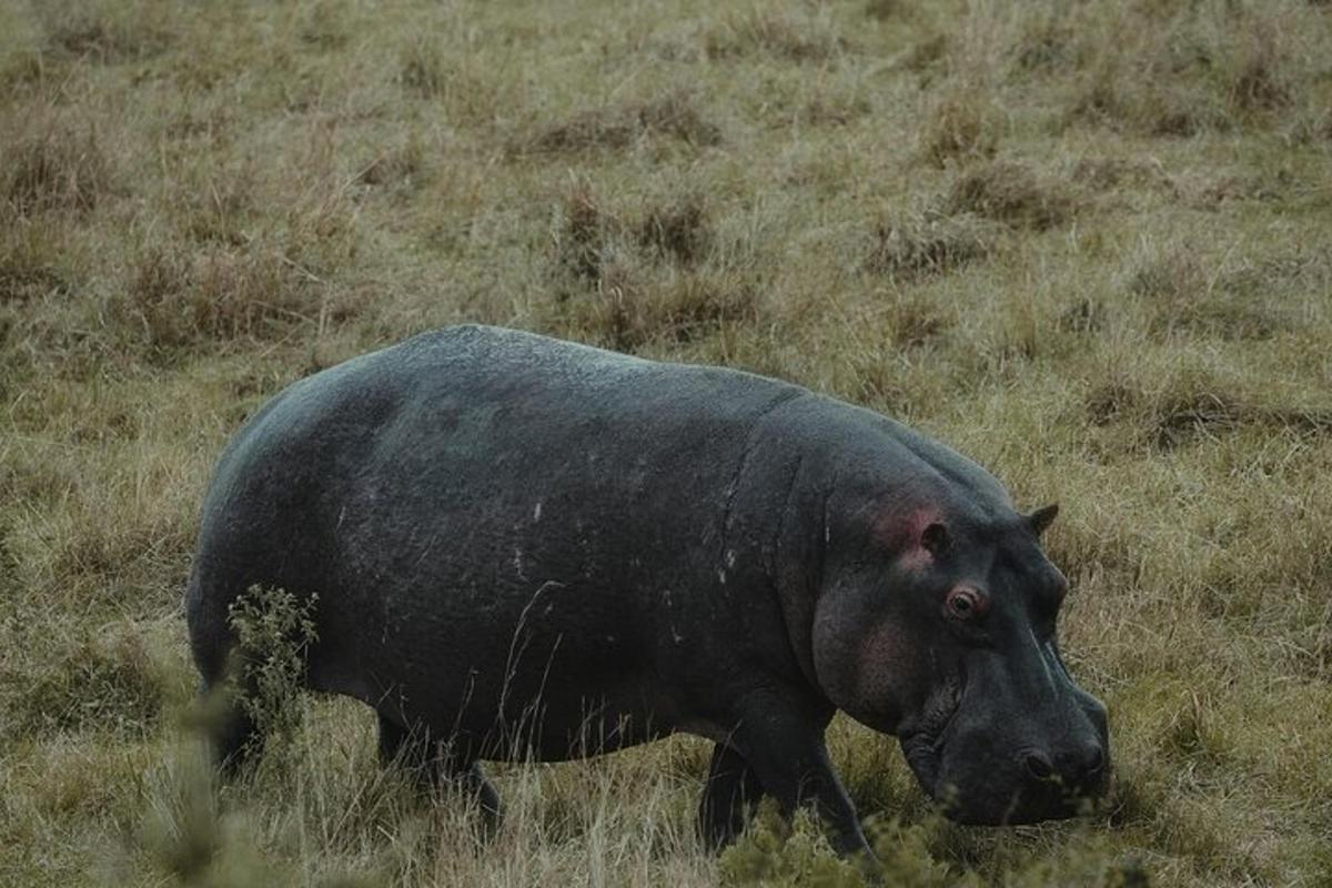 un maiale nero che cammina in un campo d'erba