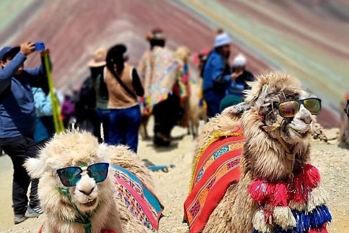 two animals wearing sunglasses sitting in the sand