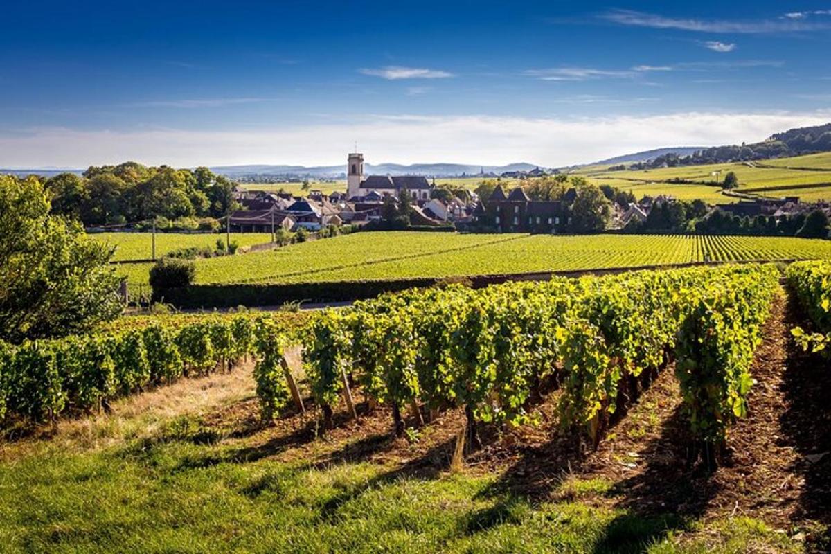 vinograd s šopkom grozdja na polju