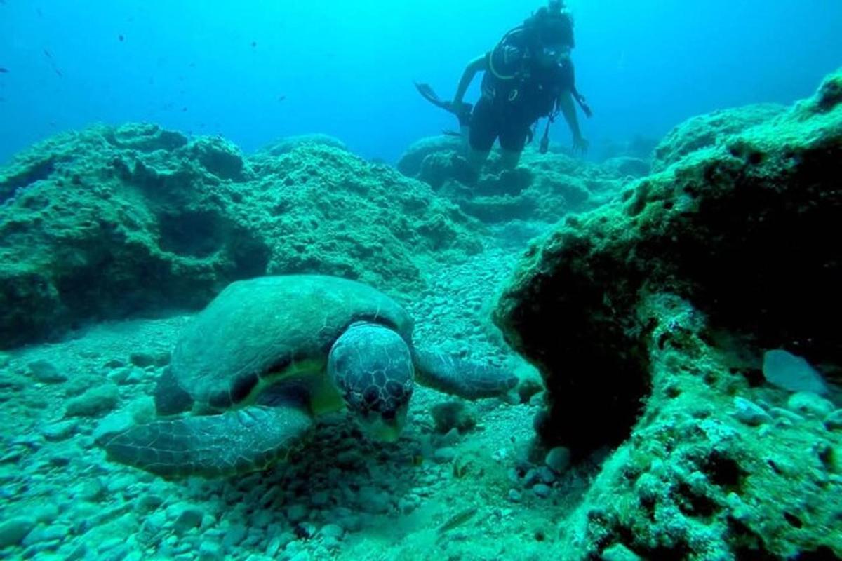 um mergulhador e uma tartaruga marinha no oceano