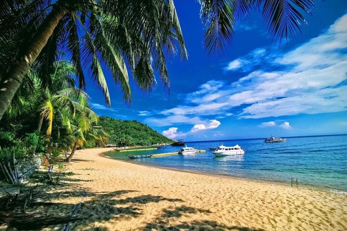 una spiaggia con palme e barche in acqua
