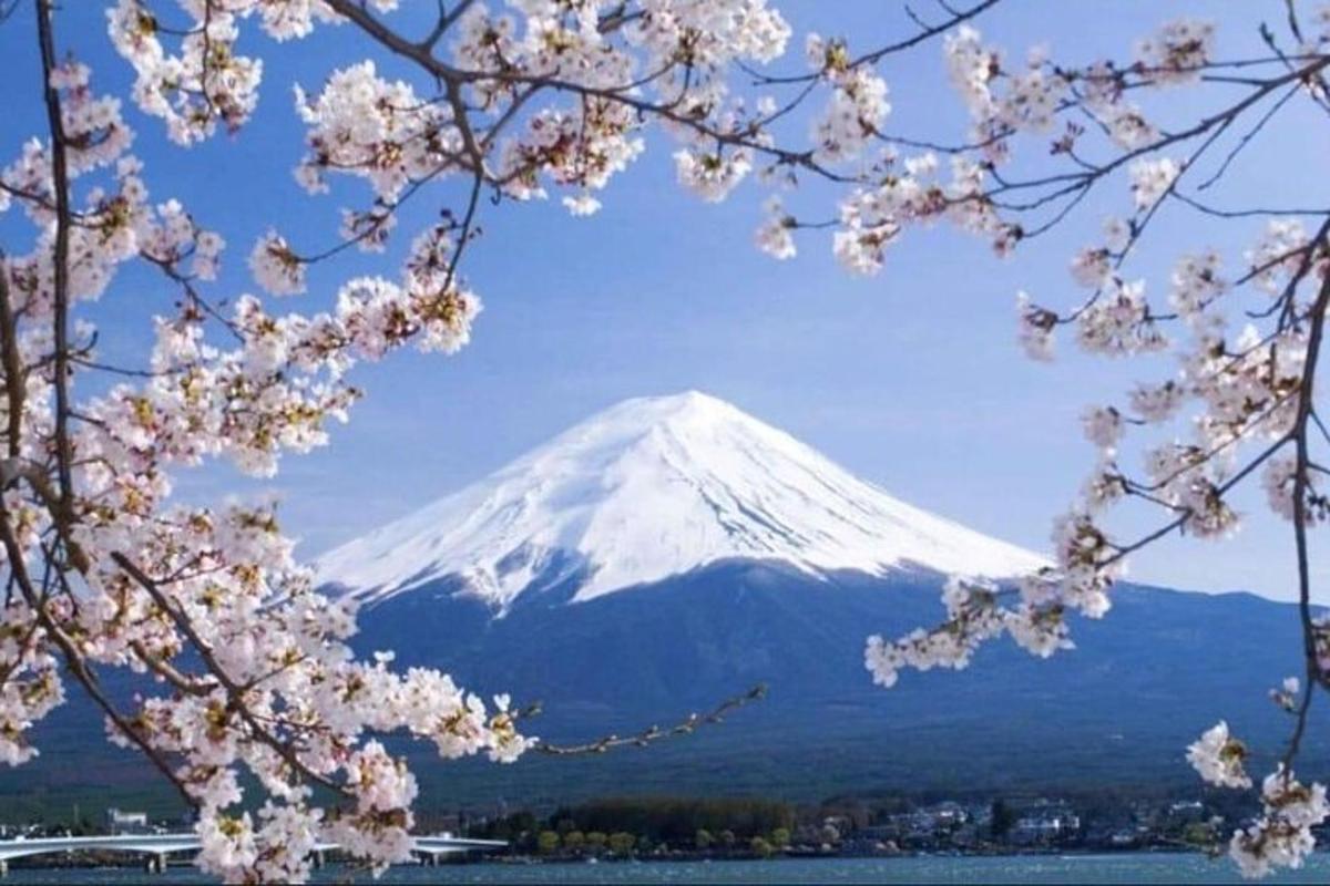 una montagna coperta di neve con alberi di akura in primo piano
