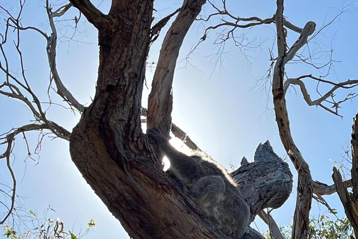 un koala che dorme su un albero