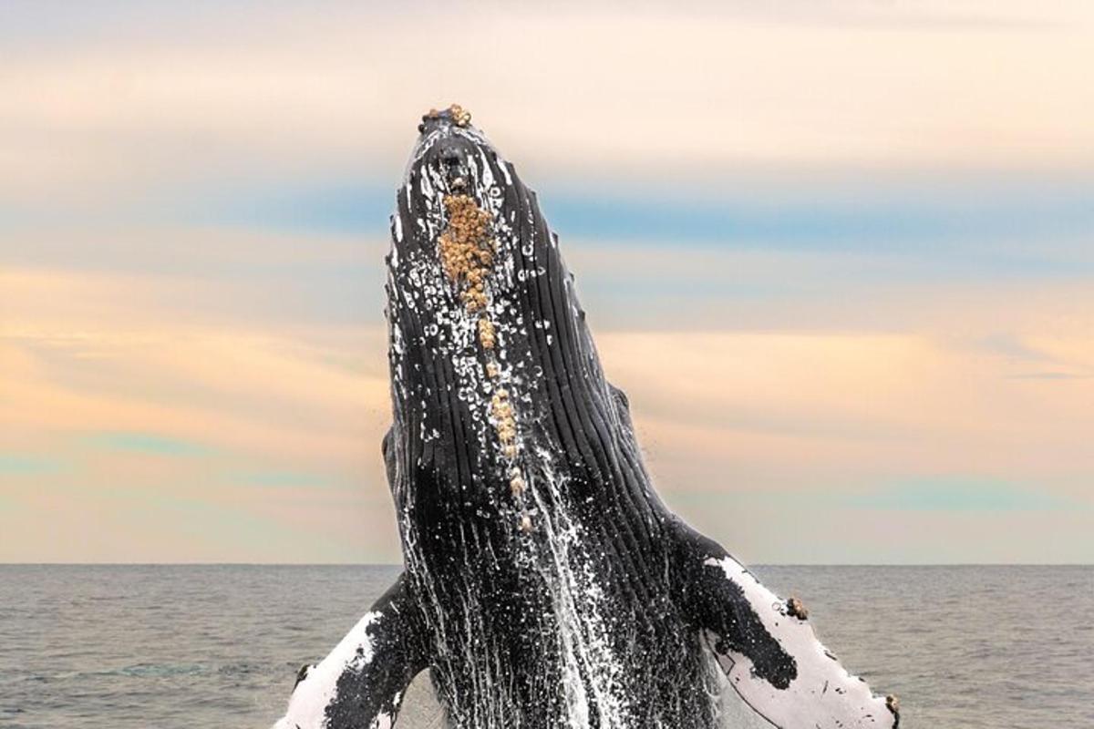 uma baleia jubarte parada no oceano