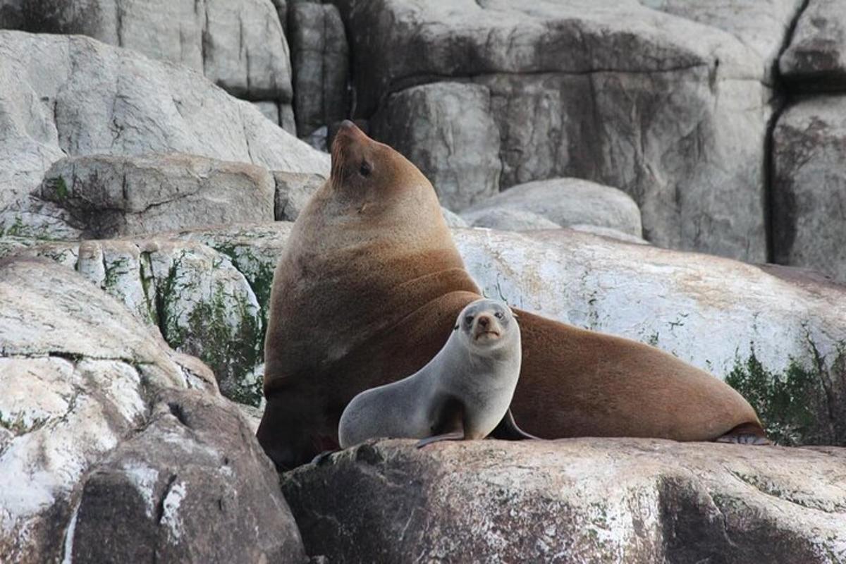 isang selyo at isang baby seal na nakaupo sa ilang mga bato