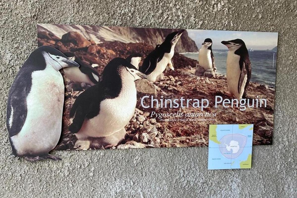 buku penguin duduk di pantai