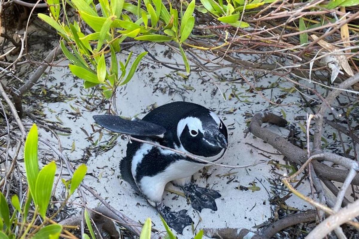 seekor penguin sedang berbaring di dalam lumpur di dalam tanah