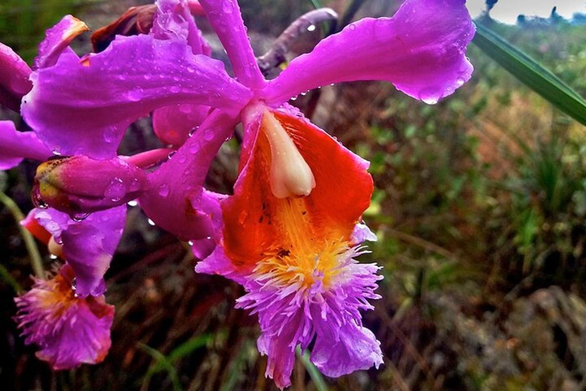 et nærbilde av en lilla og oransje blomst