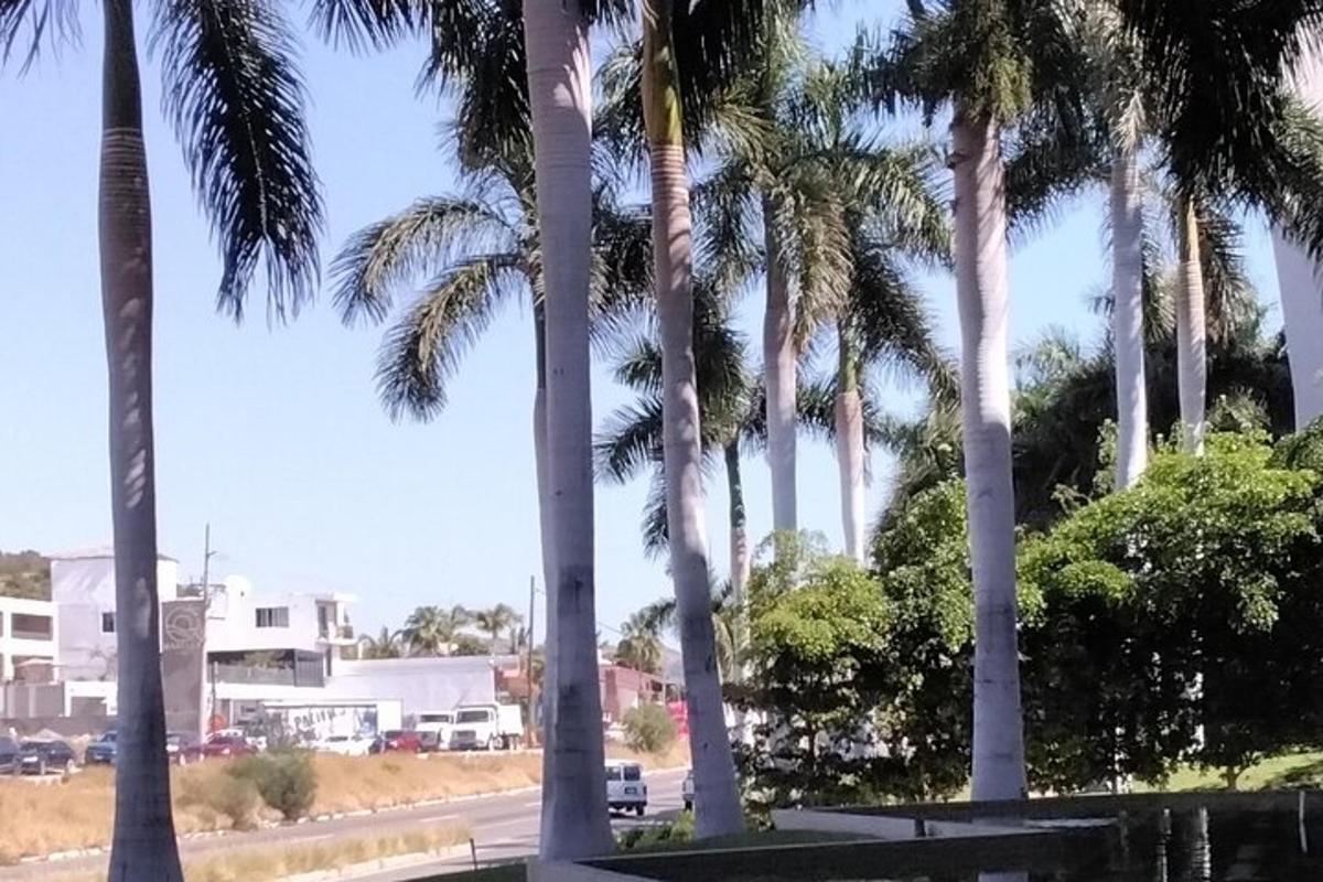 skupina palm ob cesti