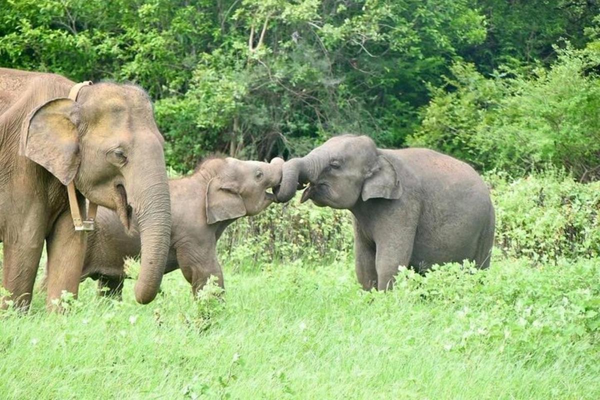a group of elephants standing in a field