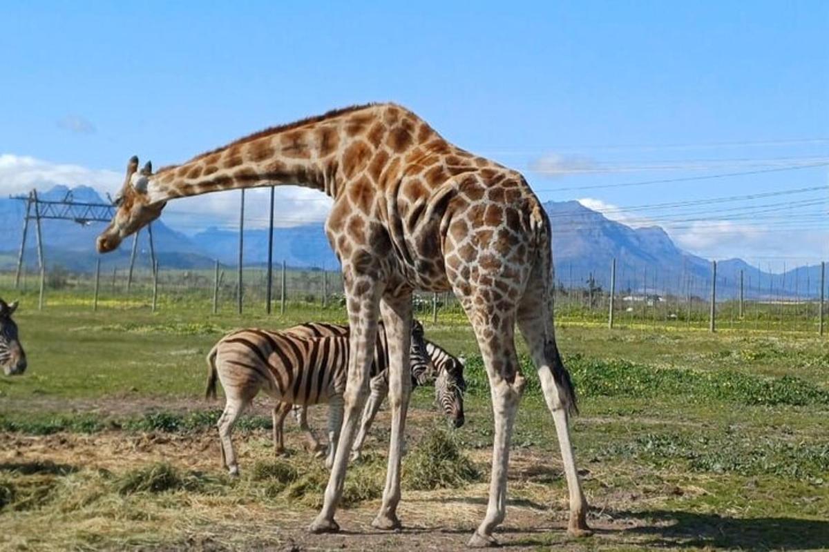 žirafa a zebra na poli