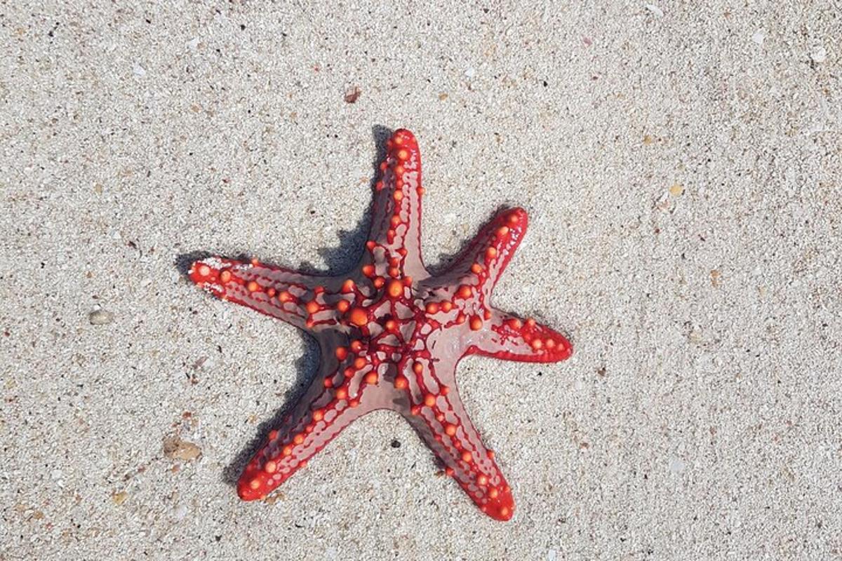 a red starfish laying on the sand on the beach
