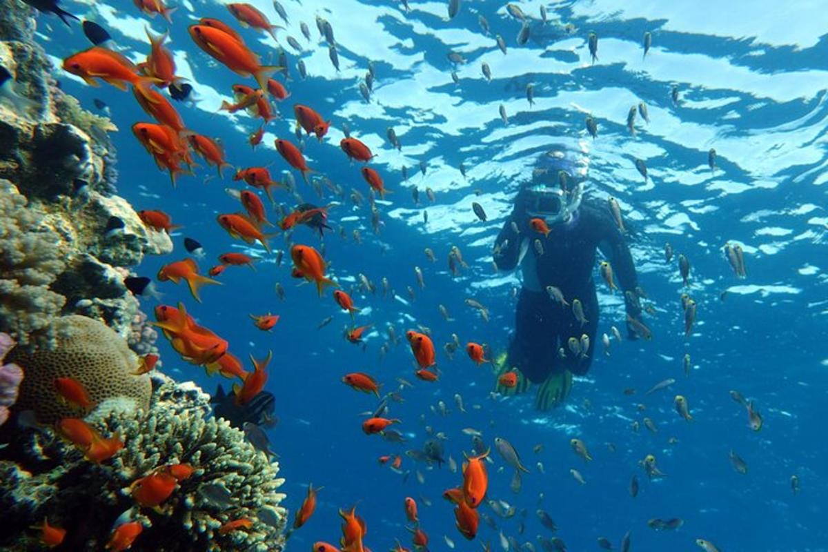 un sub nell'oceano con un banco di pesci