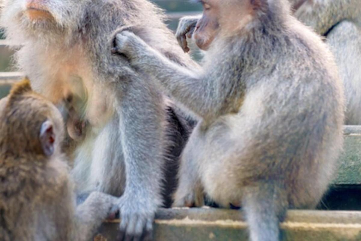 un gruppo di scimmie che giocano tra loro