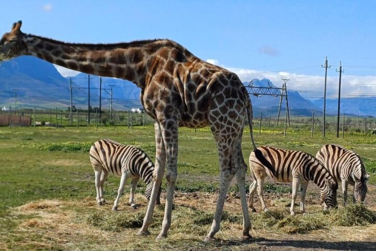 uma girafa ao lado de três zebras em um campo
