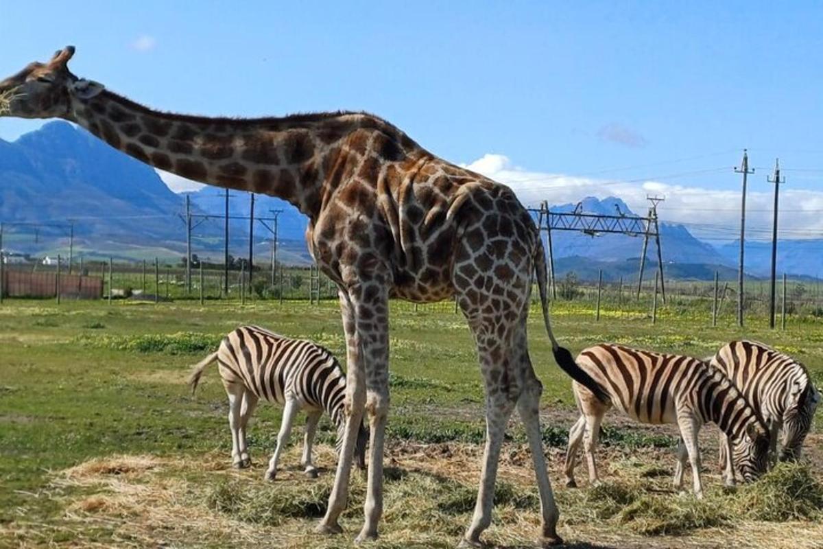 uma girafa ao lado de três zebras em um campo