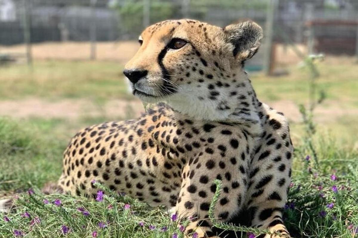 uma chita sentada na grama em um campo