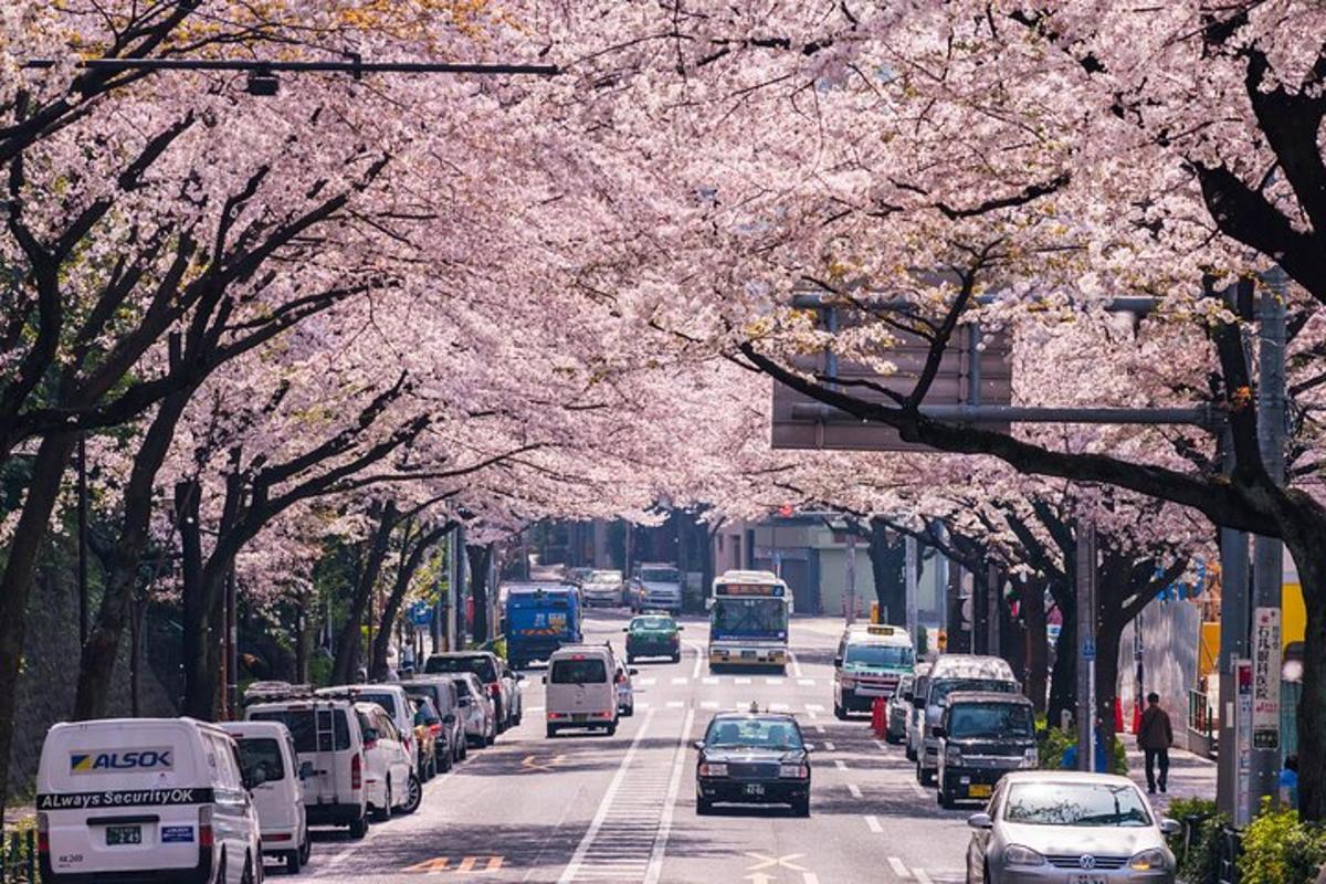 eine Stadtstraße voller Autos und Bäume mit Kirschblüten