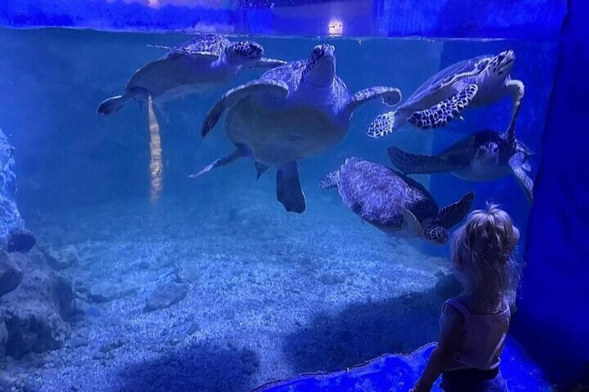 Una niña mirando a un grupo de tortugas en un acuario.