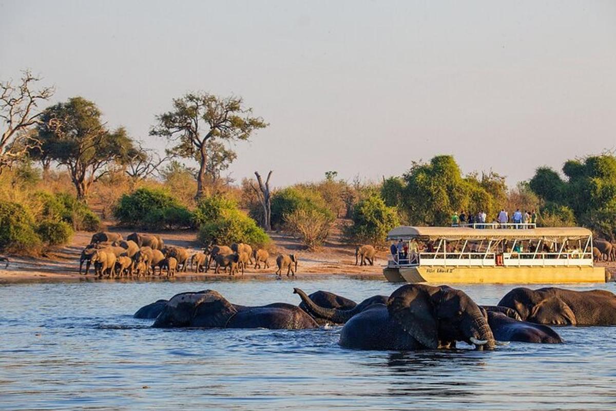 a herd of elephants in the water with a boat