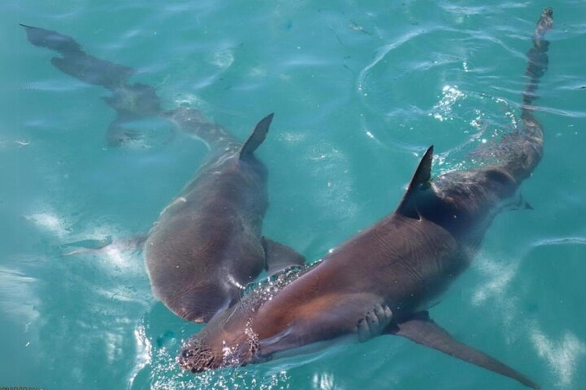 a group of dolphins swimming in the water