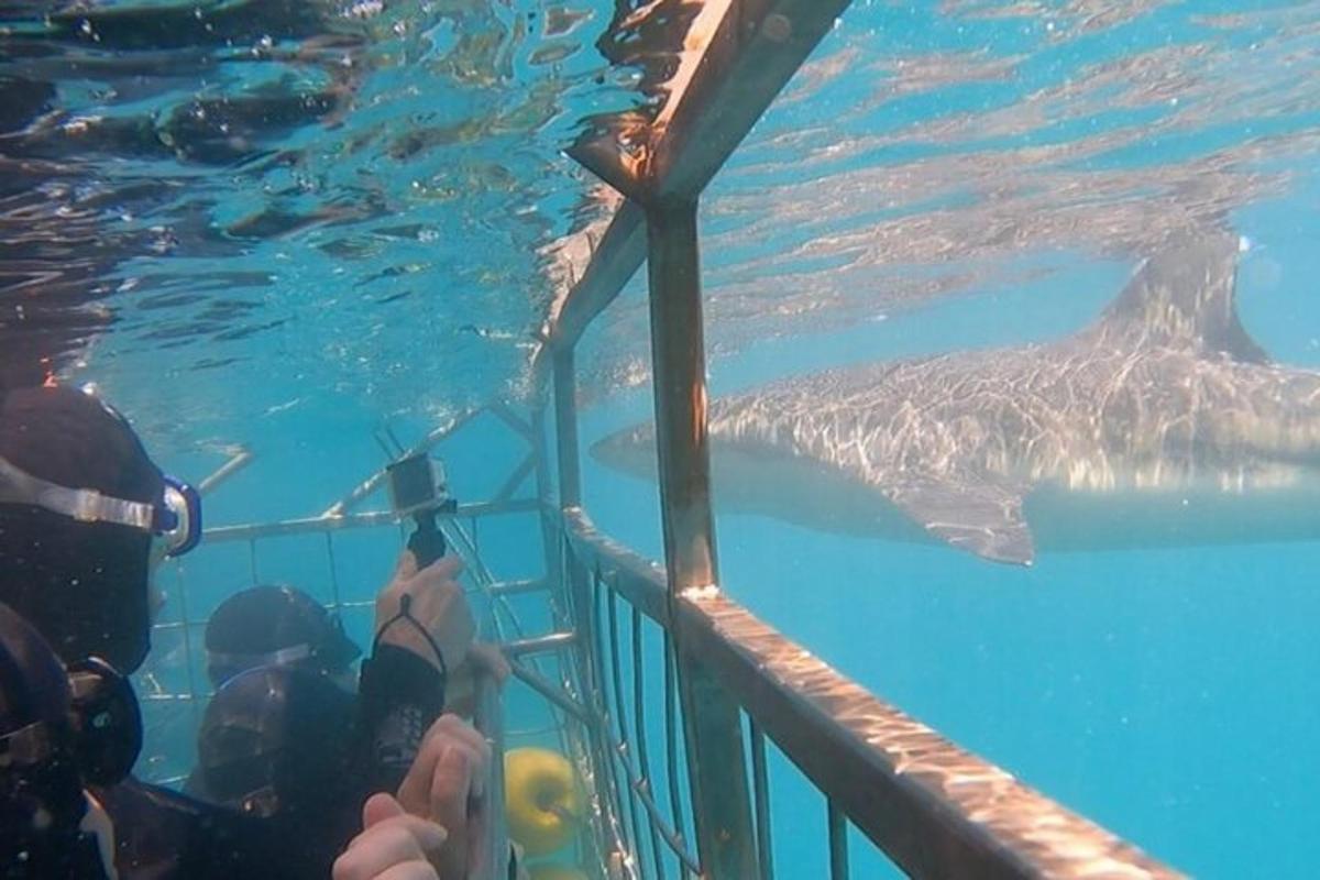 a group of people looking at a whale shark in the water