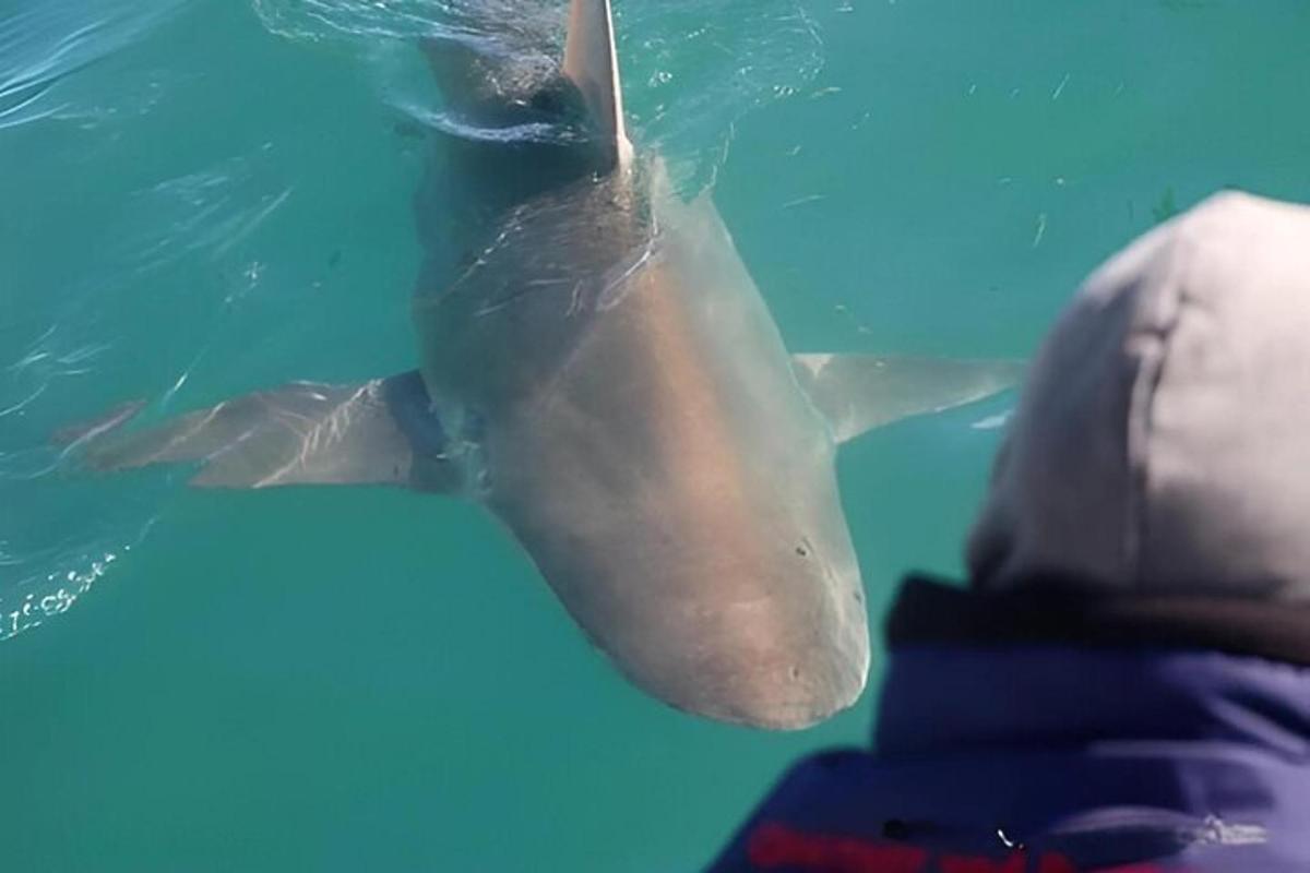 a dolphin swimming in the water next to a person
