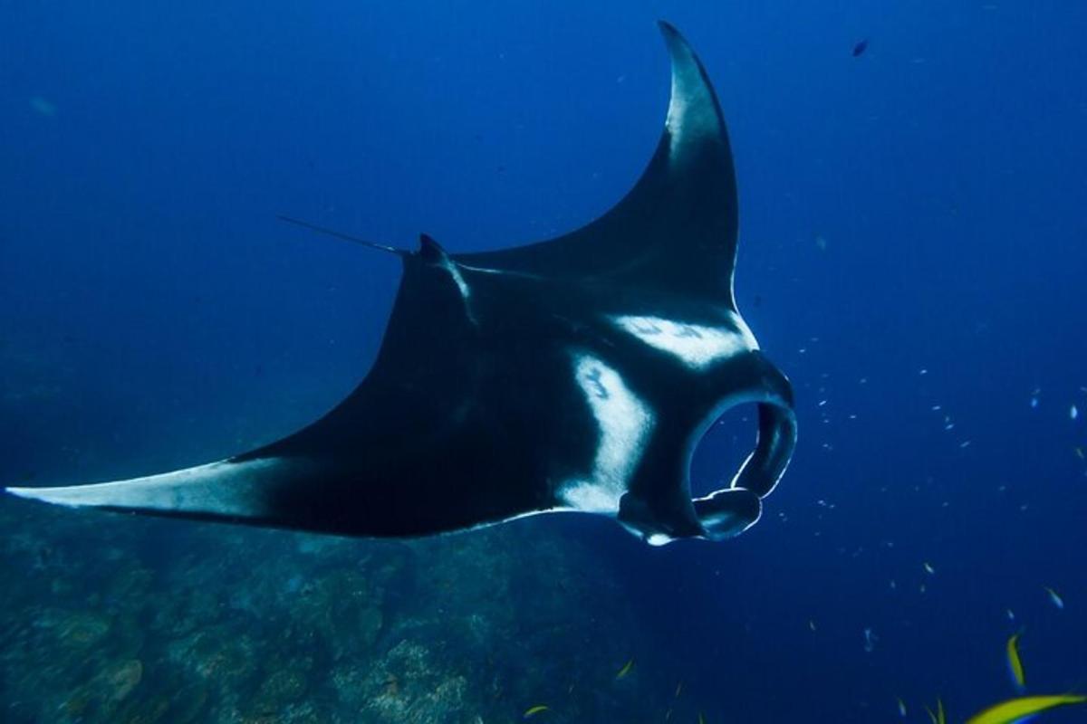 rejnoka plavajícího ve vodě v oceánu