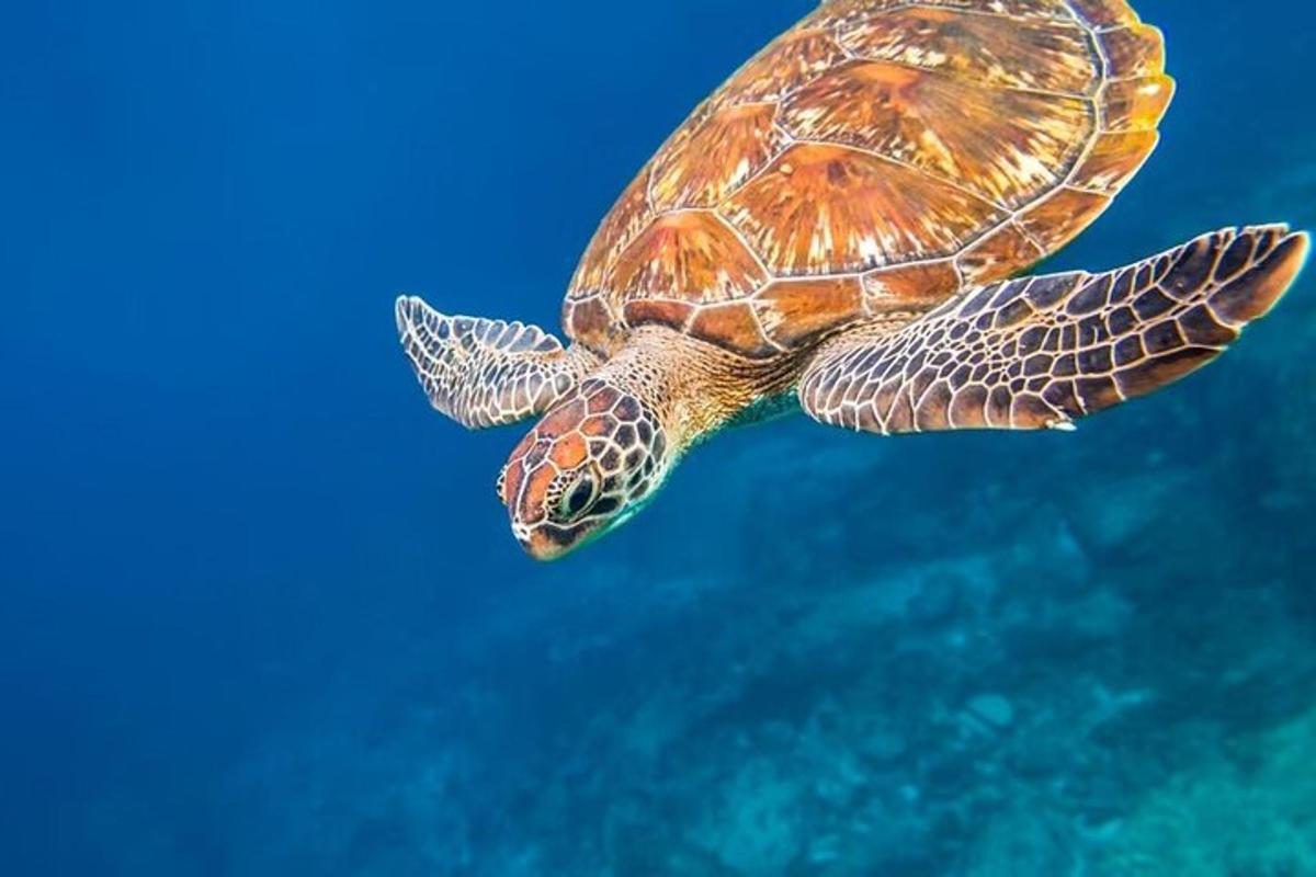 a green sea turtle swimming in the water