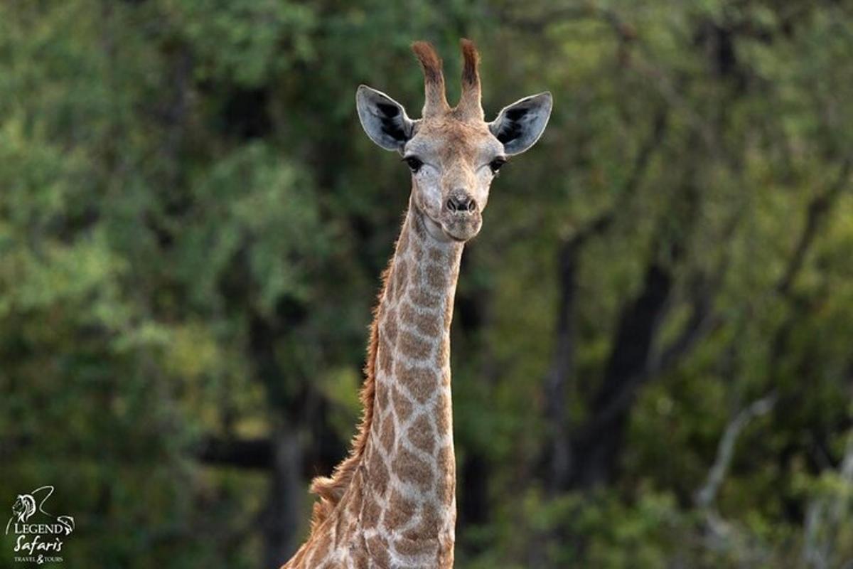 uma girafa parada em frente a algumas árvores