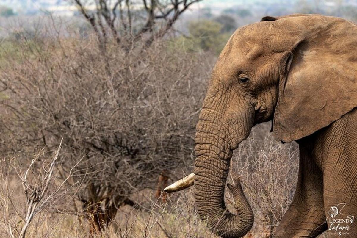 um elefante em pé na grama com sua tromba