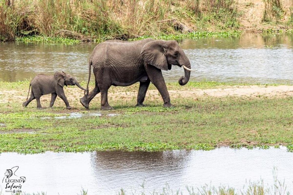 um elefante bebê e um elefante adulto caminhando perto da água