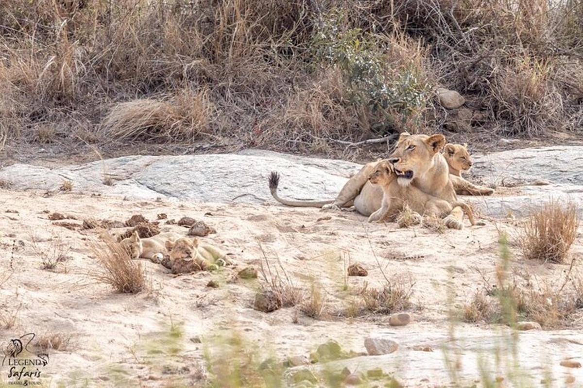um casal de leões deitados na areia