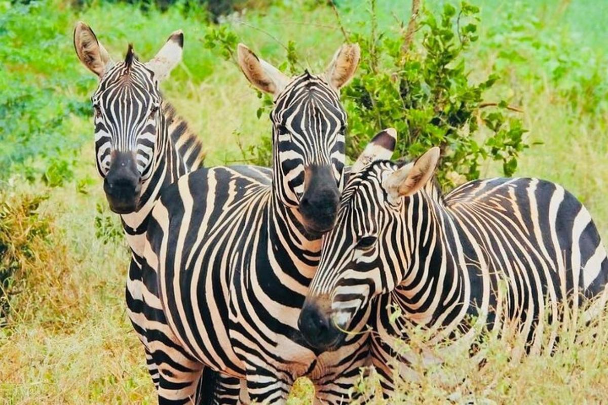 three zebras standing next to each other in a field