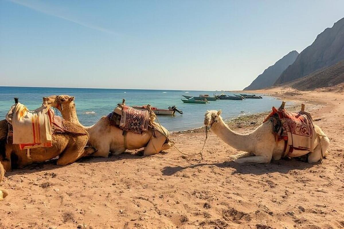 ein Kamel, das an einem Strand neben dem Wasser liegt