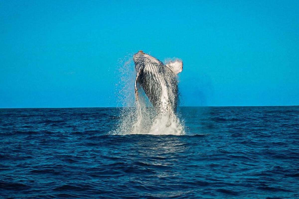 una ballena jorobada saltando fuera del agua