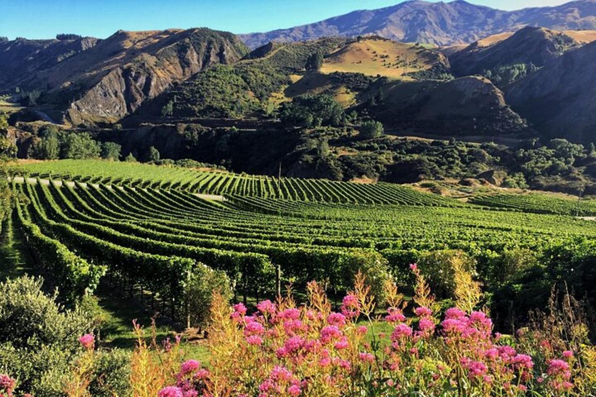 Un viñedo con flores rosas y montañas al fondo.