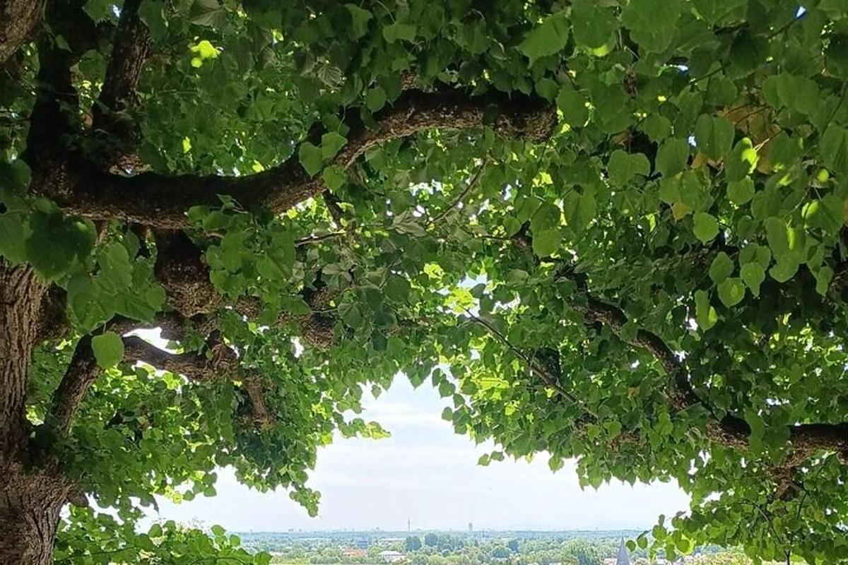 Un árbol con hojas verdes en primer plano