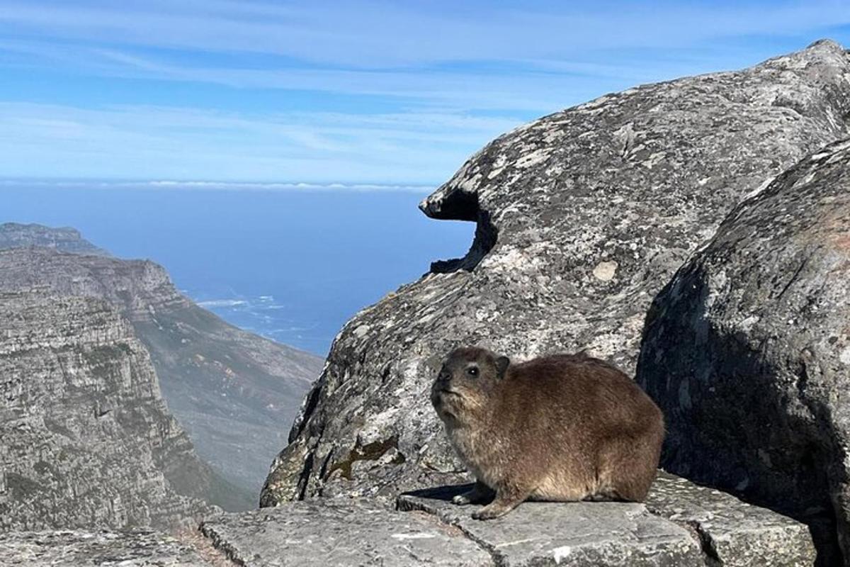 seekor monyet duduk di tepi gunung