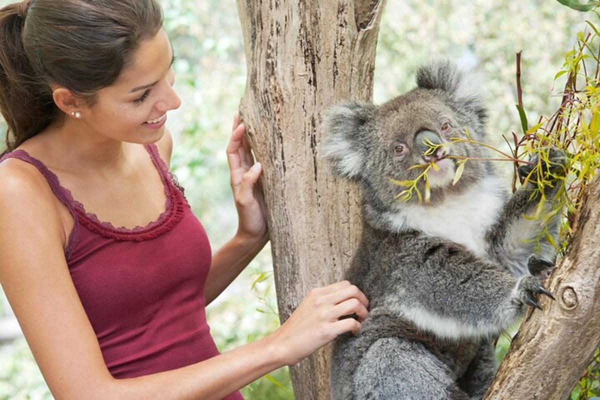 una dona que sosté un coala en un arbre