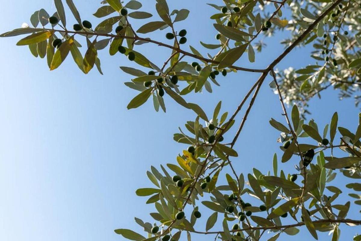una branca d'arbre amb fulles verdes i un cel blau