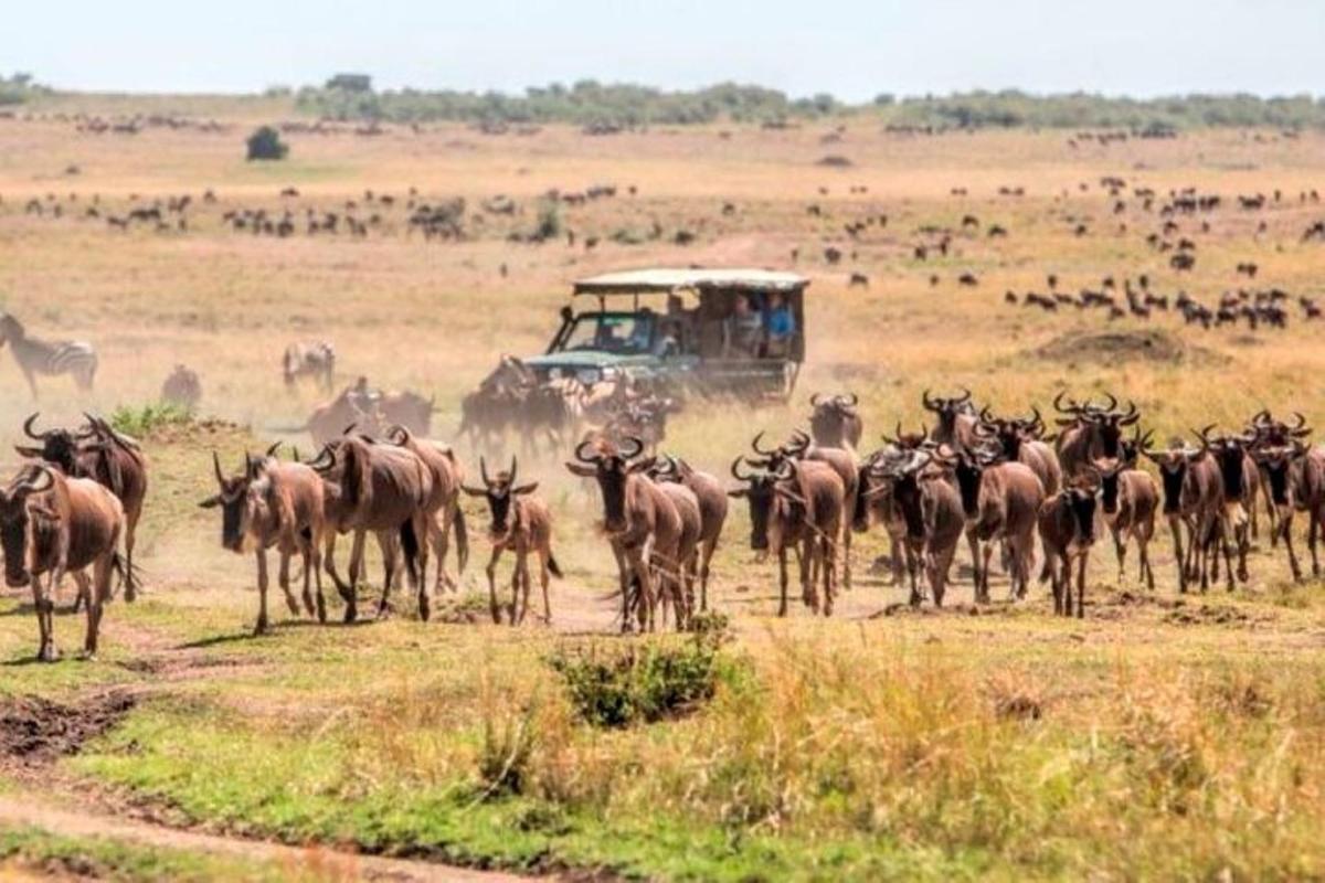 una manada de animales salvajes delante de un vehículo